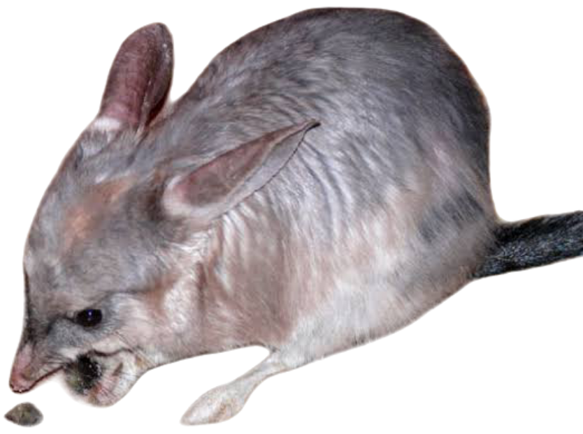 Greater Bilbies