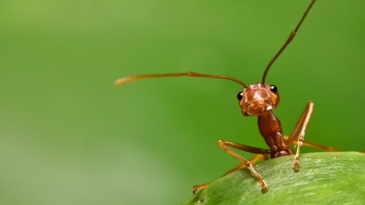 The Guardians of the Canopies: Weaver Ants