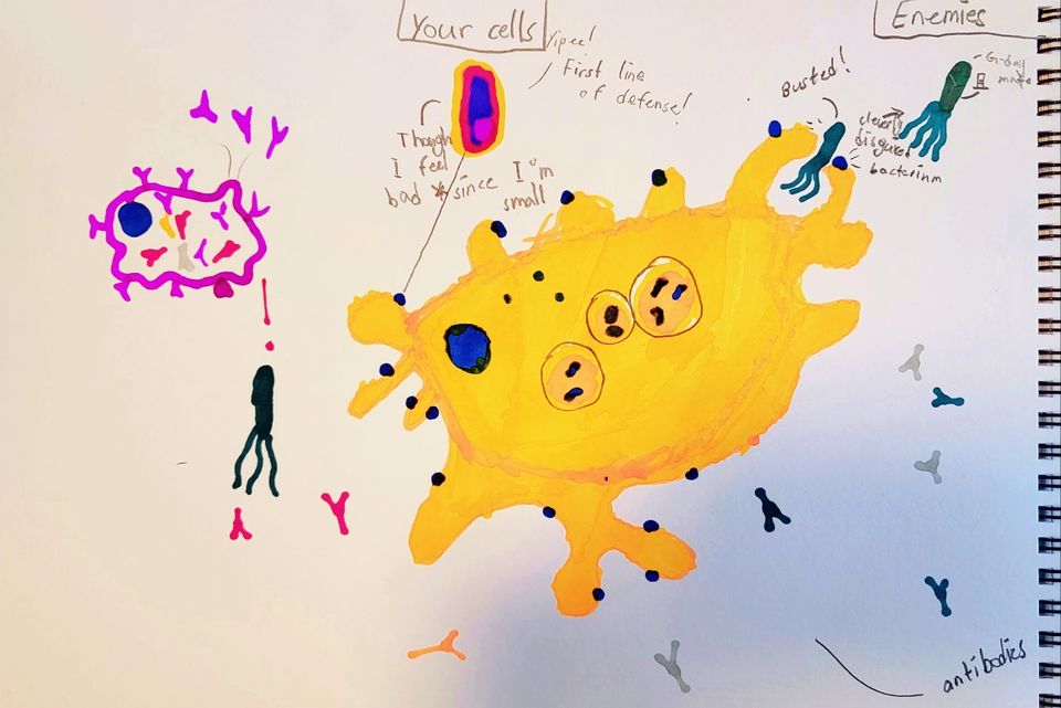 Meet your immune system